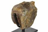 3.4" Hadrosaur (Gryposaur) Vertebra on Metal Stand - Montana - #132010-3